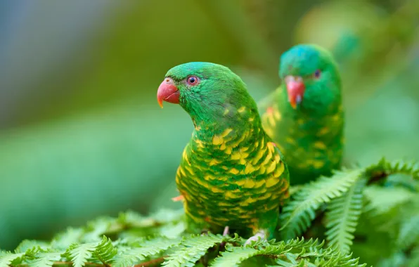 Picture leaves, birds, green, parrots, a couple, fern, bokeh, two parrots