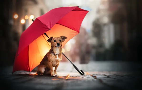 Picture street, dog, umbrella