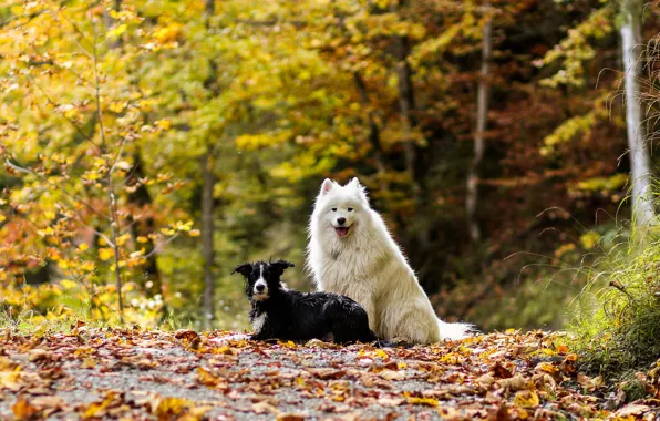 Picture autumn, forest, dogs, leaves, nature, two, pair, a couple, Duo, friends, two dogs, the border …
