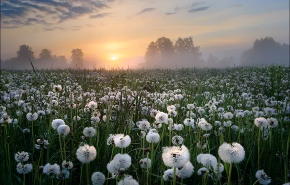 Picture fog, dawn, meadow, dandelions