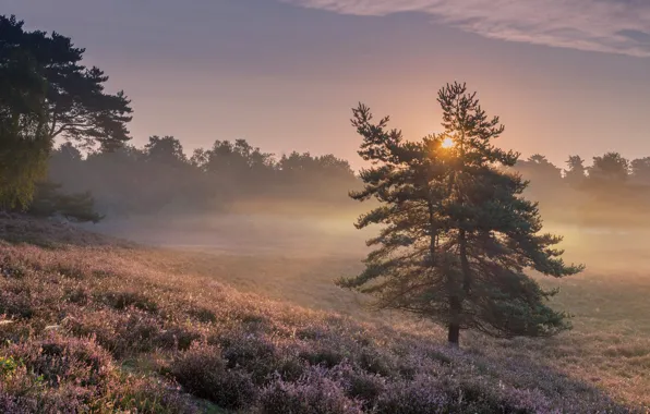 Picture field, the sky, the sun, light, trees, fog, dawn, morning, slope, pine, Heather