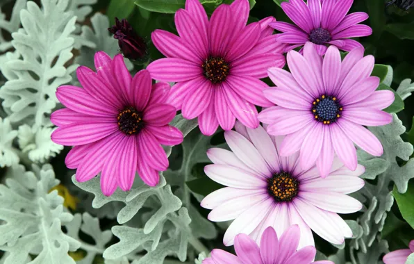 Picture summer, leaves, flowers, pink, flowerbed, lilac, bokeh, osteospermum