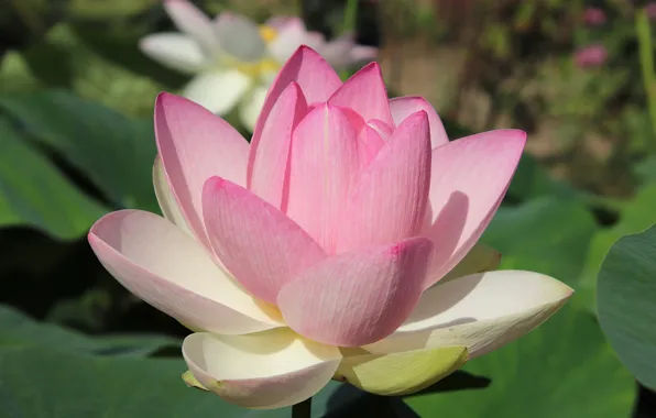 Picture macro, Lotus, flowering