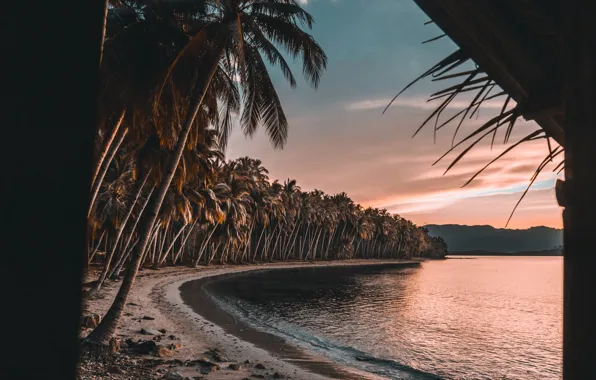 Picture sand, sea, beach, water, trees, palm trees, shore, the evening