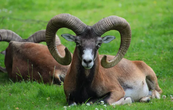 Picture look, face, lies, horns, RAM, mouflon, mouflon