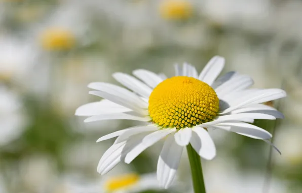 Picture flower, macro, Daisy, white, light background, bokeh, leucanthemum