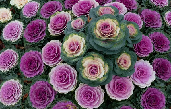 Picture greens, garden, purple, flowerbed, a lot, lilac, ornamental Kale, cabbage leaves, cabbage roses