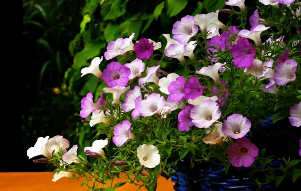 Picture flowers, garden, pink, white, lilac, petunias, pots