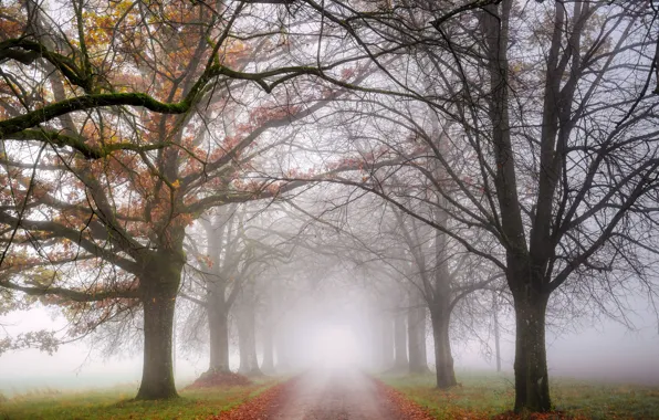 Picture road, autumn, trees, branches, fog, Park, morning, alley