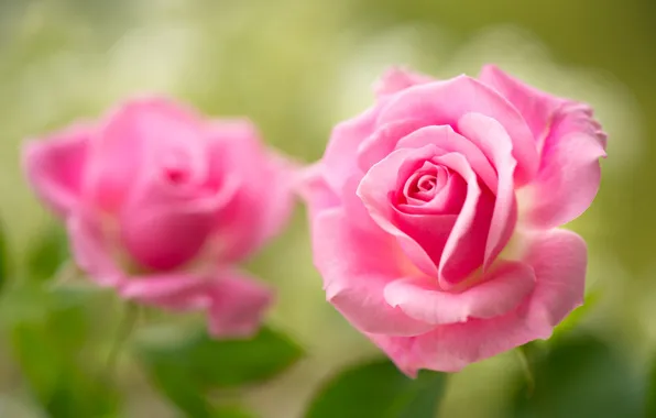 Picture roses, petals, Bud, pink, bokeh