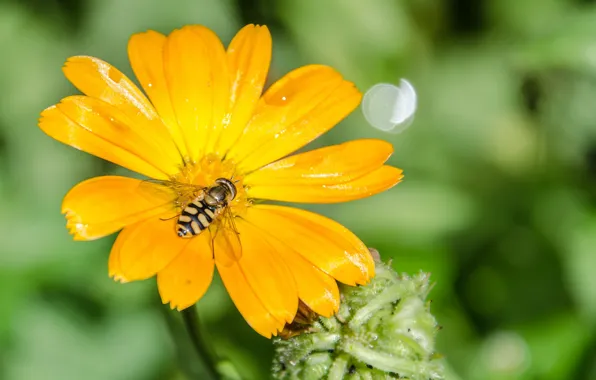 Picture flower, the sun, bee, Daisy, insect, bumblebee