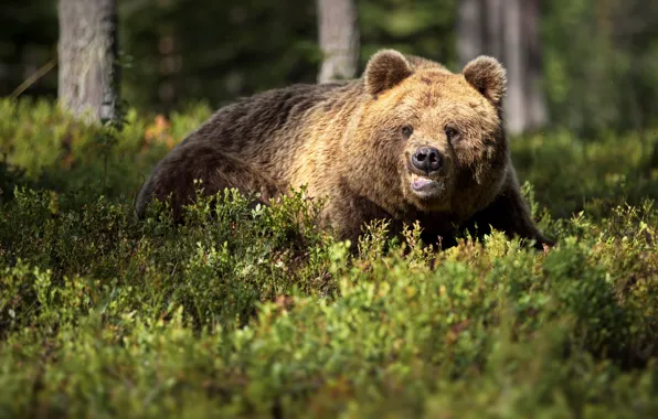 Picture forest, trees, nature, animal, predator, bear, brown, Alexander Perov