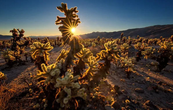 Picture sunset, CA, USA, Cholla Cactus Garden