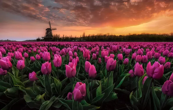 Picture field, the sky, dawn, paint, Spring, morning, tulips, Netherlands, early in the morning