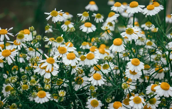 Picture flowers, chamomile, white, field, a lot, bokeh
