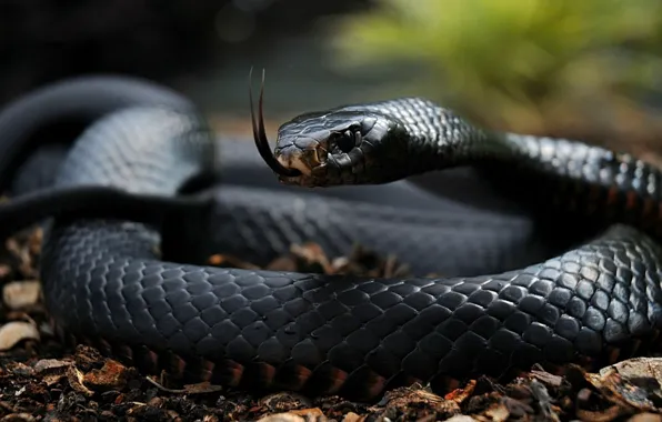 Picture language, black, snake, scales
