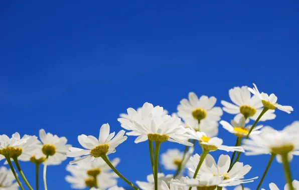 Picture the sky, petals, Daisy