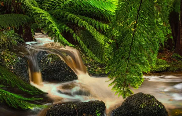 Picture forest, stream, stones, moss, New Zealand, panorama, fern, New Zealand, rainforest, Southland, Southland, Rainforest stream