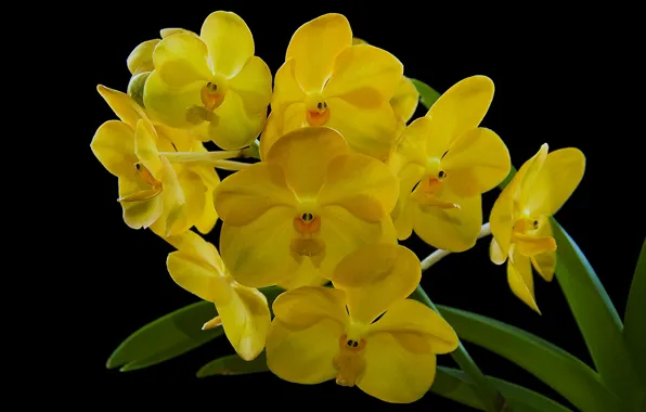 Picture yellow, branch, Orchid