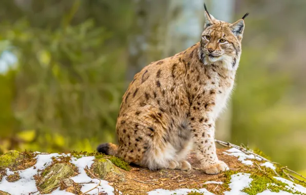 Picture nature, lynx, sitting