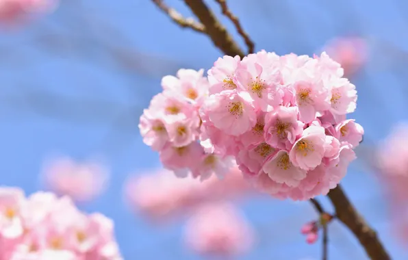 Picture the sky, light, flowers, cherry, branch, spring, Sakura, pink, flowering, flowering tree, blue background, bokeh, …