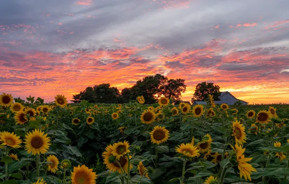 Picture field, the sky, sunflowers, house