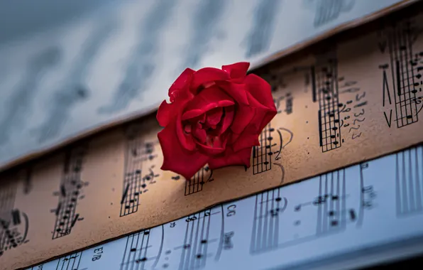 Picture flower, notes, music, rose, red, bokeh