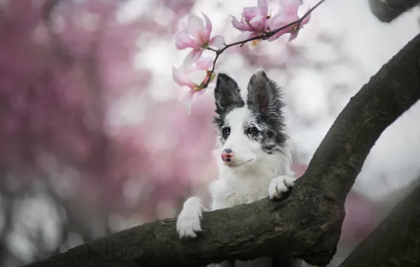 Picture look, face, flowers, branches, nature, tree, portrait, dog, branch, spring, garden, puppy, trunk, pink, flowering, …
