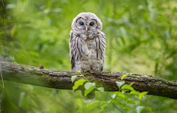 Picture greens, look, nature, owl, bird, foliage, branch, chick, bokeh, owlet