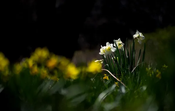 Picture flowers, the dark background, glade, yellow, white, daffodils