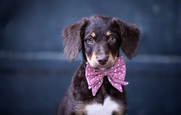 Picture look, nature, portrait, dog, puppy, Dachshund, face, bow, blue background, bow tie