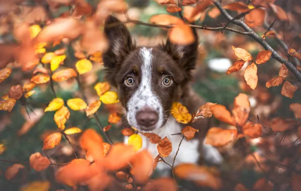 Picture autumn, look, leaves, branches, foliage, portrait, dog, yellow, puppy, red, face, brown, the bushes, bokeh, …