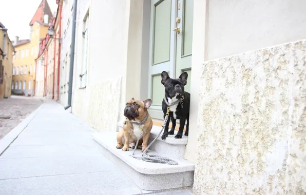 Picture dogs, street, walk, a couple, French bulldogs, leashes