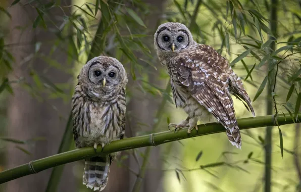 Picture look, leaves, birds, branches, owl, pair, owls, owl, two owls