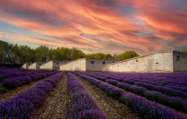 Picture flowers, building, home, structure, the ranks, farm, lavender, plantation, lavender field