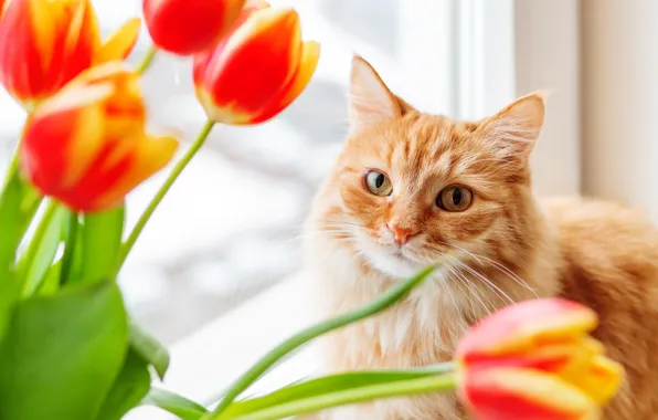 Picture cat, cat, face, flowers, portrait, bouquet, spring, window, tulips, red