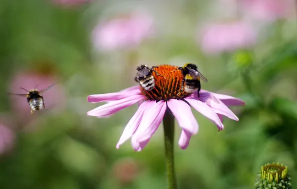 Picture flower, summer, macro, flight, flowers, insects, bee, background, pink, bees, bumblebee, pollination, bokeh, blurred