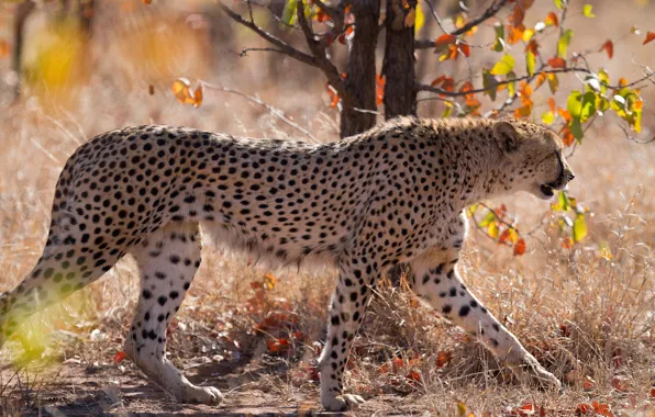 Picture nature, Cheetah, profile, walk