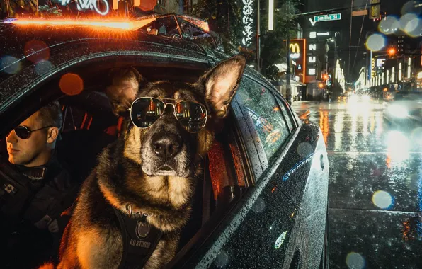 Picture car, night, city, the city, lights, glasses, dog, police, night, German shepherd, uniform, German Shepherd