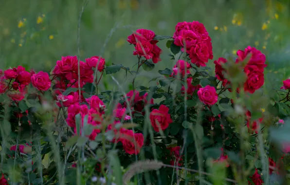 Picture roses, garden, rose Bush