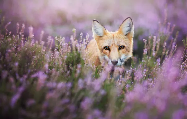 Picture summer, eyes, look, flowers, nature, animal, glade, portrait, muzzle, Fox, red, Fox, Peeps, twigs, bushes, …