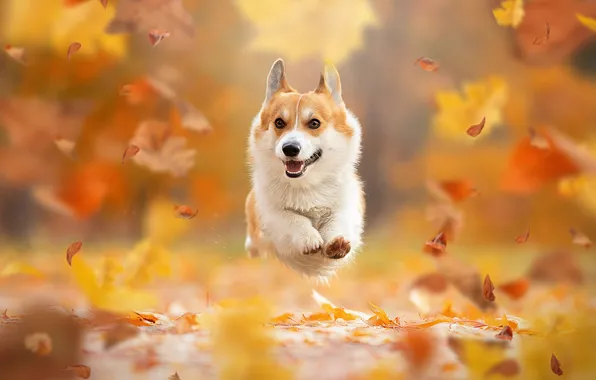 Picture autumn, leaves, mood, jump, dog, flight, walk, bokeh, doggie, Welsh Corgi, Svetlana Pisareva