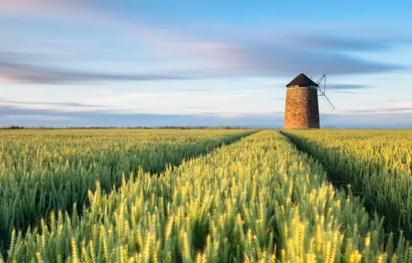 Picture field, ears, wheat field, windmill