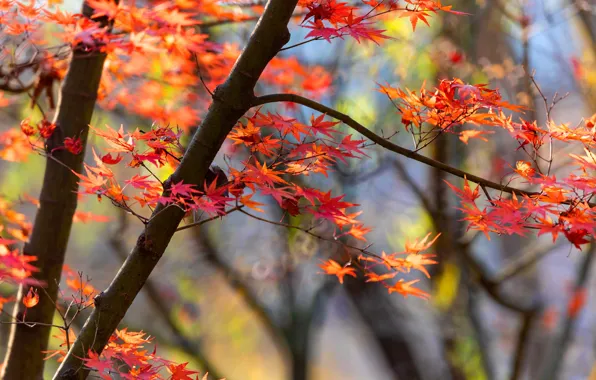 Picture autumn, light, branches, tree, foliage, red, maple, bokeh, autumn leaves, Japanese maple