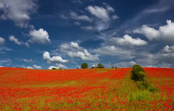 Picture field, summer, the sky, clouds, trees, flowers, nature, blue, bright, Maki, meadow, space, red, a …