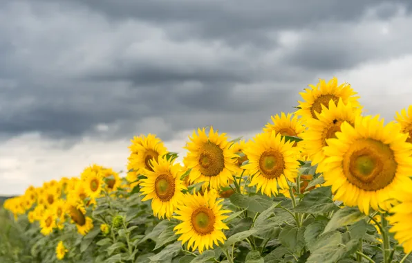 Picture the sky, clouds, sunflowers, flowers, yellow