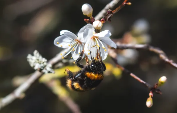 Picture macro, light, flowers, cherry, bee, branch, spring, white, bumblebee, buds, flowering, pollination, bokeh