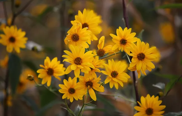 Picture flowers, Bush, yellow, bokeh