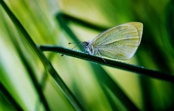 Picture grass, macro, line, strip, butterfly, blur, insect, green background, yellow