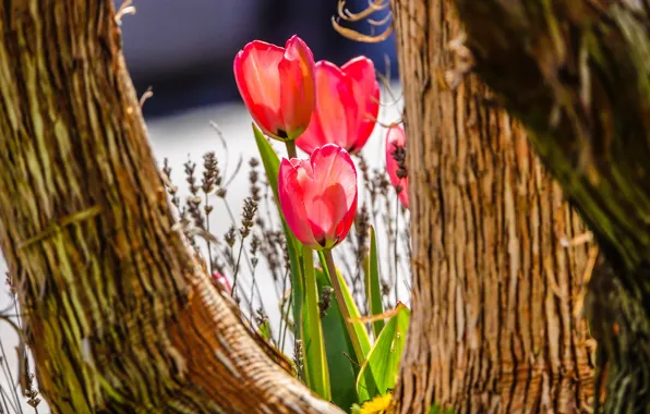 Picture light, flowers, tree, trunks, spring, tulips, red, trio, bokeh